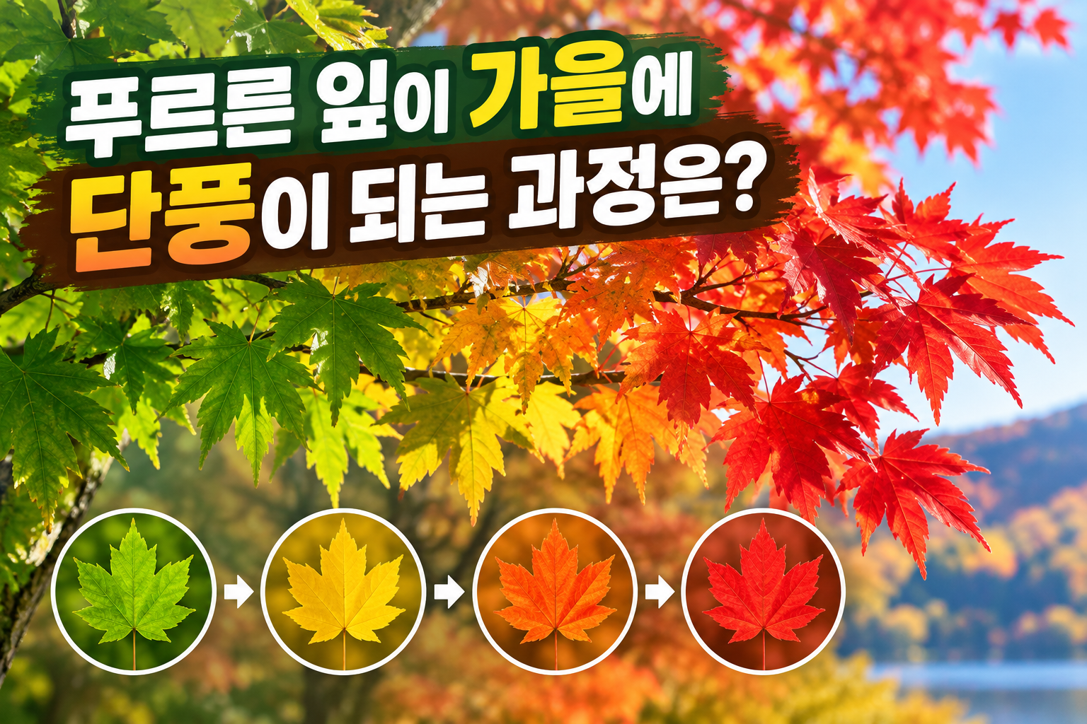 푸르른 잎이 가을에 단풍이 되는 과정은?